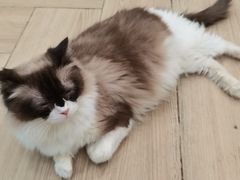 -安格丽娜·狗咖·猫咖羊驼咖(春熙路百盛商场店)