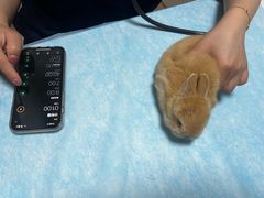 -瑞派·关忠动物医院猫科外科·异宠·24小时转诊中心(祥云店)