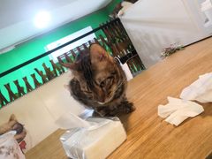 -李小姐の猫咖啡馆(五角场店)