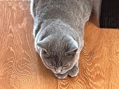 -猫大福·Fortune Cat猫舍(百子湾店)