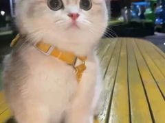 -猫十亿·布偶金渐层·曼基康矮脚猫舍(青年路店)