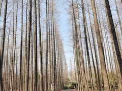 -东平国家森林公园