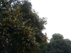 -重庆市江北嘴中央商务区中央公园