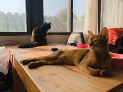 -猫小院猫主题咖啡厅(北锣店)