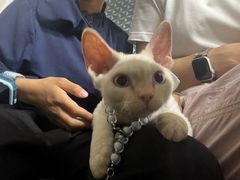 -牛喵喵铜锅牛肉馆