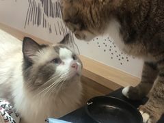 -滚猫咖啡·猫咖·猫友好撸猫(未来城店)
