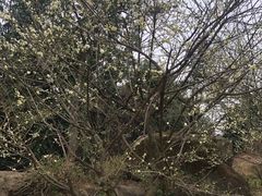 -秀丽东方