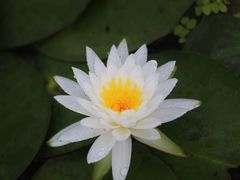 -上海辰山植物园