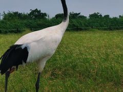 -盐城丹顶鹤湿地生态旅游区