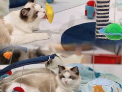 -COLOR PETS 撸猫馆·购猫·猫咖(长风大悦城店)