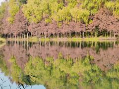 -昆山城市生态森林公园