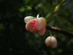 -石棉县孟获城