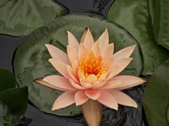 -宁波九龙湖开元度假村