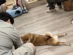 -柴迷FANS CLUB·柴犬狗咖·猫咖