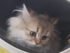 -中农大我爱我爱动物医院·核磁CT·猫病·24小时夜诊中心(石佛营店)