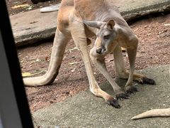 -清迈夜间动物园