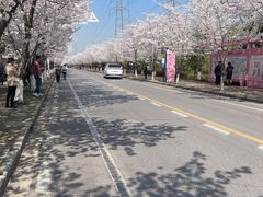 -高东镇樱花园