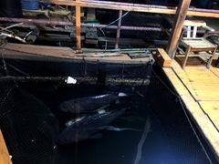 -蓝湾碧波·老字号·疍家非遗海上餐厅