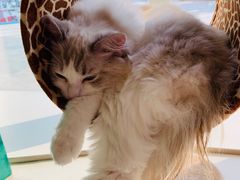 -飞行喵MR PILOT|猫舍·猫咖(静安大融城店)