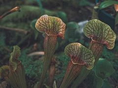 -国家植物园南园