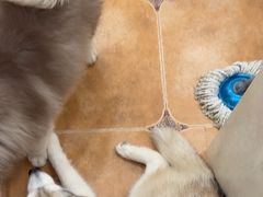-Let's go狗咖·猫咖·奶狗·桌游(春熙路IFS店)