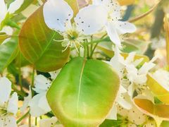 -树山生态村