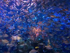 -成都浩海立方海洋公园