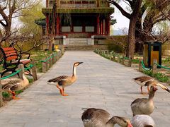 -颐和园-景明楼