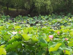 -长兴太湖图影湿地文化园