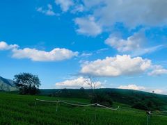 -龙坞茶村