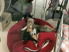 -momokira米努特·德文卷毛猫·棉花面纱犬