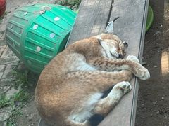 -青藏高原野生动物园
