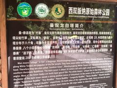 -西双版纳原始森林公园