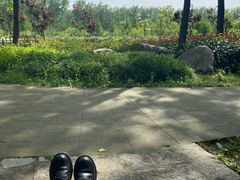 -合肥滨湖国家森林公园