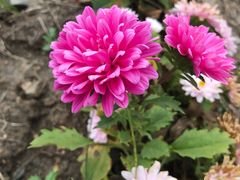 -莲花山花海