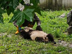 -卧龙中华大熊猫苑神树坪基地
