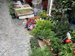 -曲阳花鸟市场(曲阳路店)