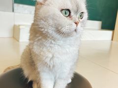 -飞行喵MR PILOT|猫舍·猫咖(静安大融城店)