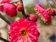 -新虹桥中心花园