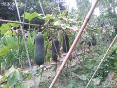 私家菜园-茂德公草堂