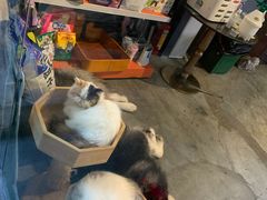 -more than meow吴止猫主题餐厅(承德 中船汇店)