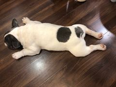 -柯斗斗主题餐厅·狗咖·围炉煮茶·茶饮(国瑞升平里店)