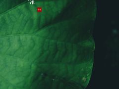 -陈家山荷花公园