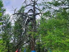 -阿尔山市大兴安岭奥伦布坎景区