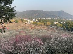 -香雪海