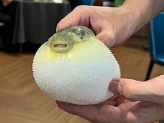 -肆月河豚·新淮扬(金融街店)