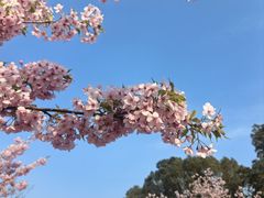 -新江湾城公园