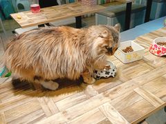 -小时光咖啡馆(开森度假森林店)