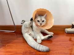 -伟伟宠物医院·瑞派猫友好医院·猫科(光谷店)