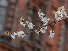 -圣·阿列克谢耶夫教堂